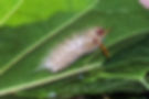 Sycamore Tussock Moth Caterpillar