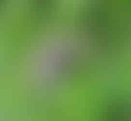 Young Eastern Cottontail Rabbit hiding in tall green grass at Punderson State Park.