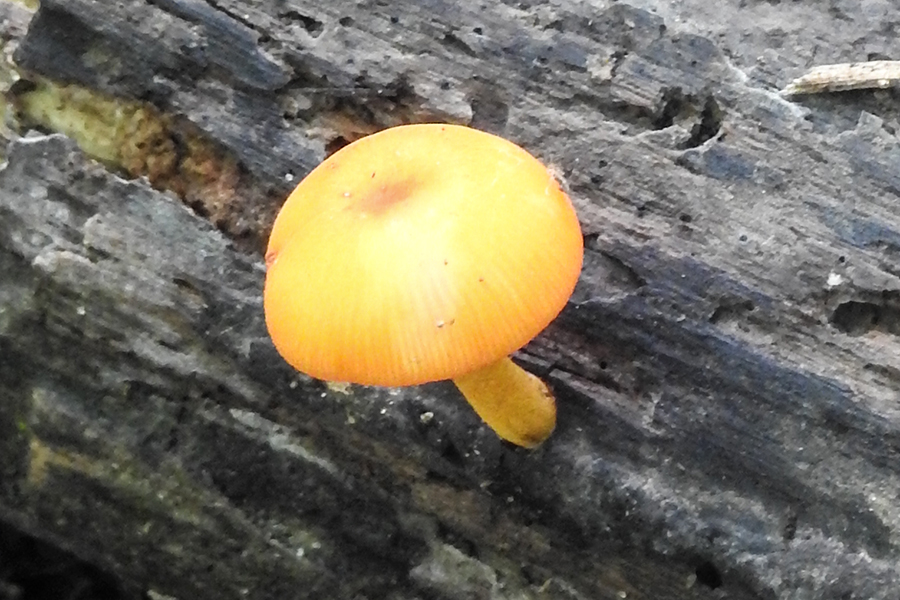 Small Yellow Mushroom Fungus Fungi at Charles F. Alley Memorial Park aka Alley Park Lancaster Ohio