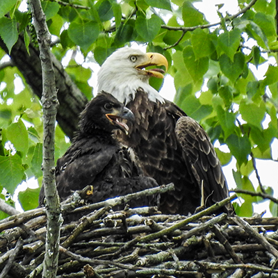 Adult Bald Eagle with Immature Bald Eagle Eaglet at Pickerington Ponds Metro Park Killdeer Trail