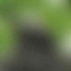 Adult Bald Eagle with Immature Bald Eagle Eaglet at Pickerington Ponds Metro Park Killdeer Trail