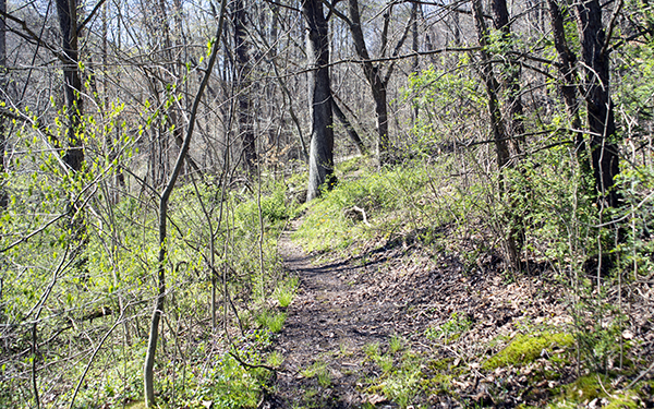 Additional Trail Located Near the Mathias and Thomas Cabins