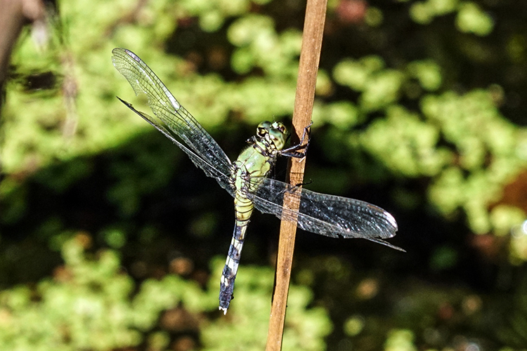 Female Eastern Pondhawk Dragonfly at Calamus Swamp Preserve in Circleville Ohio