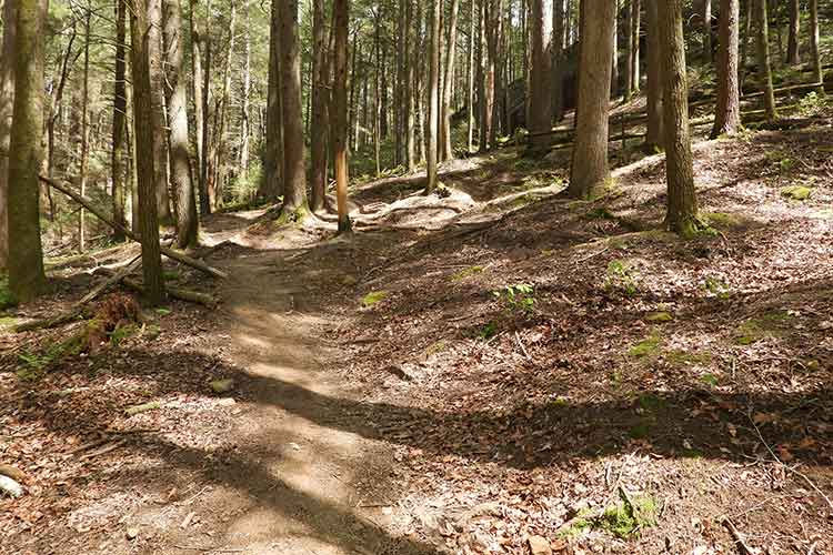 Forest hillside near Chapel Cave with tall trees and a dirt path in filtered sunlight.