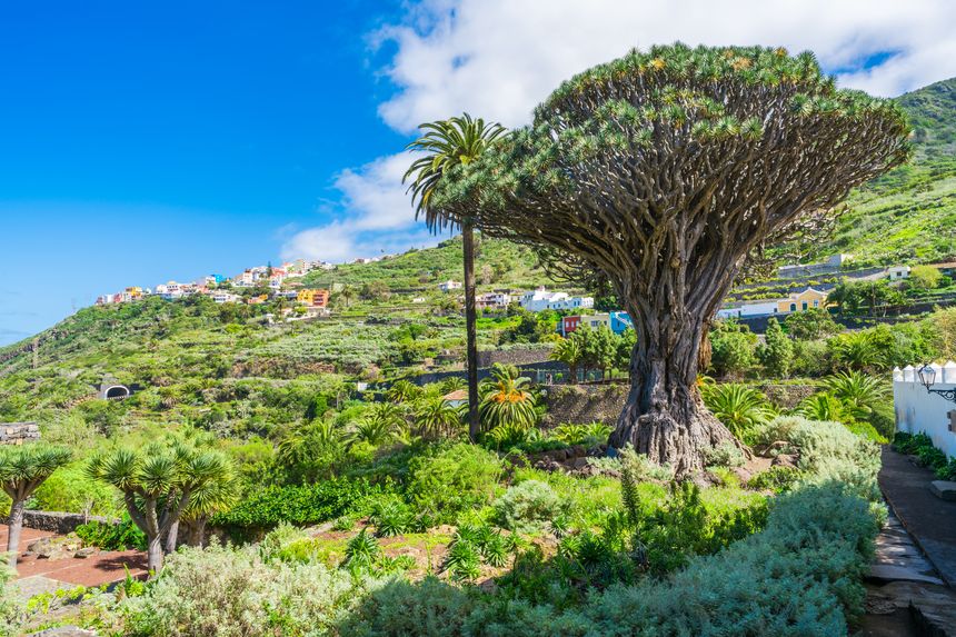 5 Day Unique Meditation Tour in Tenerife, Spain 7