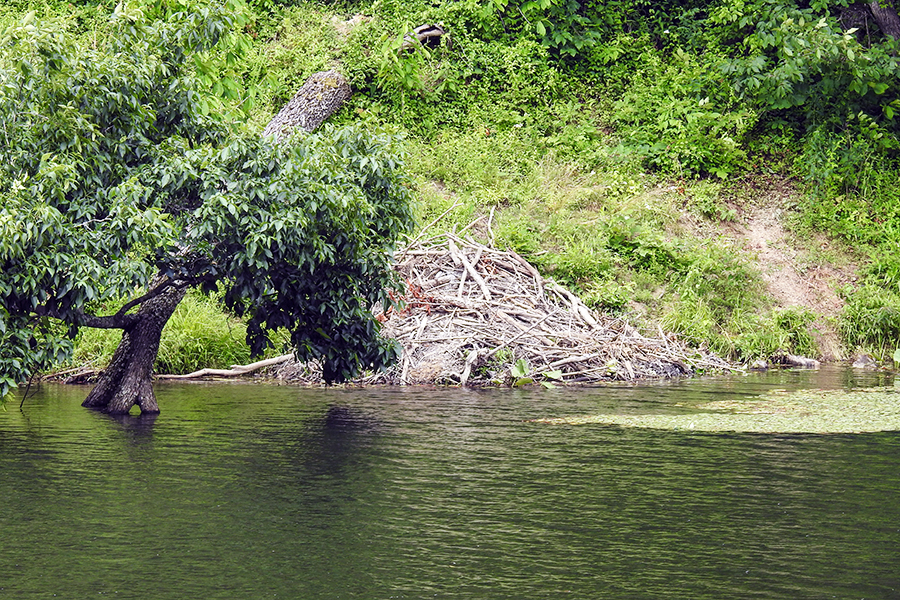 Beaver Dam at Lake Hope State Park McArthur Ohio