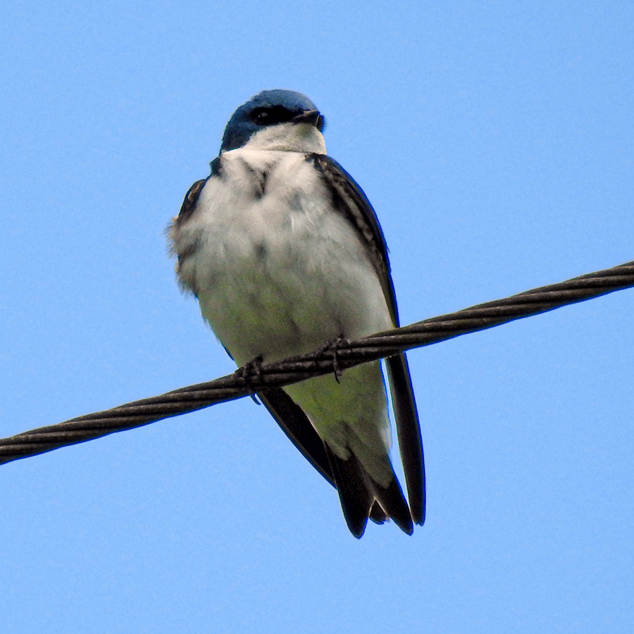 Tree Swallow at Clear Creek Metro Park Creekside Trail