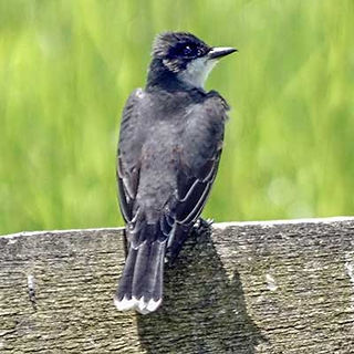 Eastern kingbird perched on a wood fence at Pickerington Ponds Metro Park