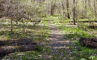 Additional Trail Located Near the Mathias and Thomas Cabins