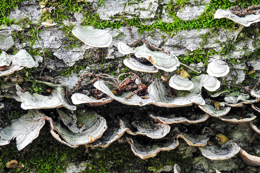 Tremellaceae Fungi Fungus Charles F. Alley Memorial Park aka Alley Park Lancaster Ohio