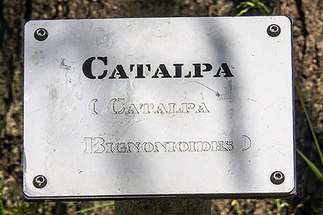 Catalpa Tree at Sycamore Creek Park Arboretum Pickerington Ohio