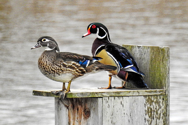 Interest in Birdwatching has Soared