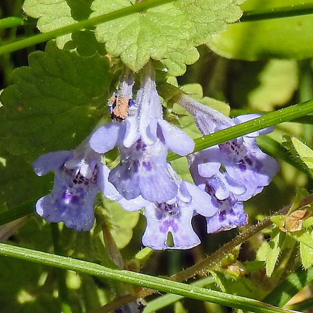 Ground Ivy at Clear Creek Metro Park Cemetery Ridge Trail