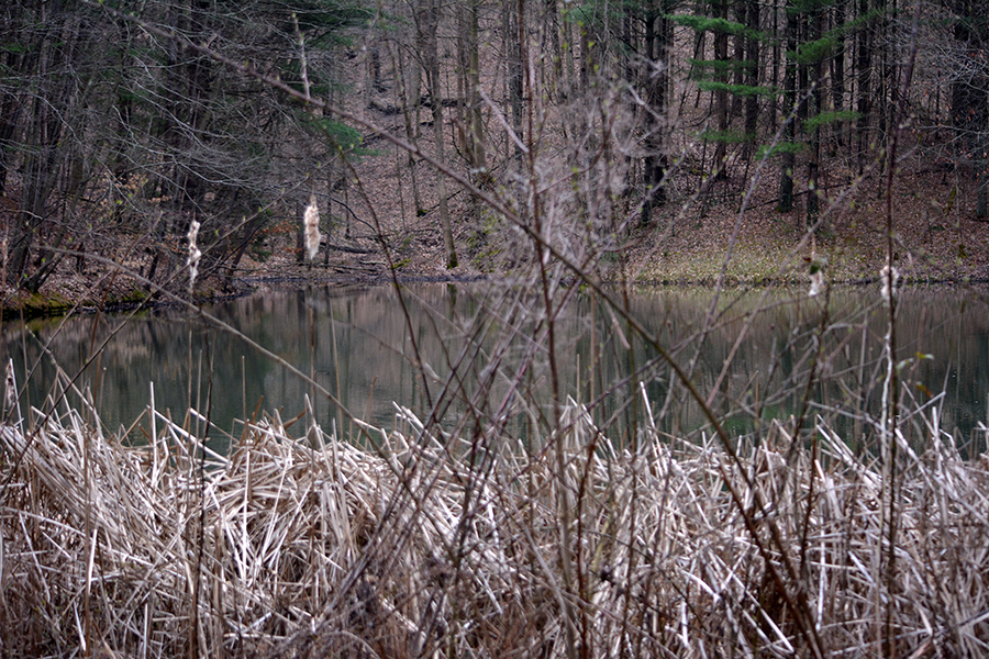 Pond at Boch Hollow State Nature Preserve