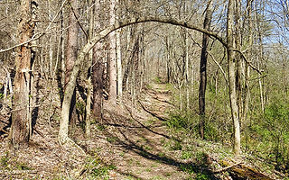 Additional Trail Located Near the Mathias and Thomas Cabins