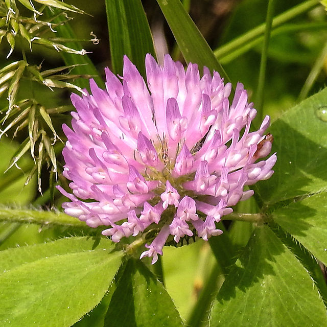 Red Clover at Clear Creek Metro Park Cemetery Ridge Trail