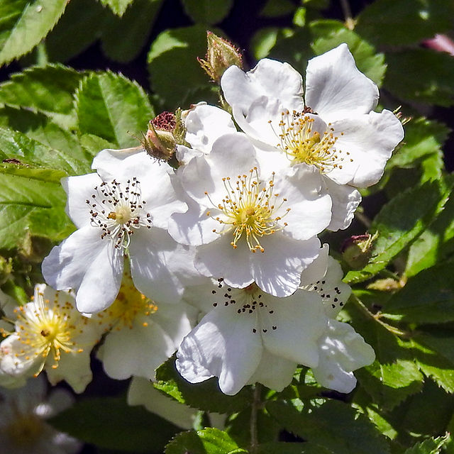 Multiflora Rose at Clear Creek Metro Park Cemetery Ridge Trail
