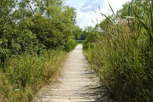 Wooden boardwalk trail surrounded by tall grasses and trees at Punderson State Park.