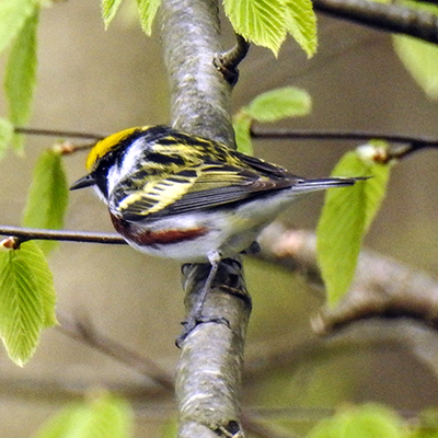 Chestnut Sided Warbler at Charles F. Alley Memorial Park aka Alley Park Lancaster Ohio