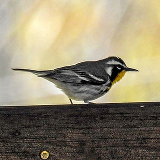 Yellow-Throated Warbler at Scioto Trail State Park Chillicothe Ohio Birding