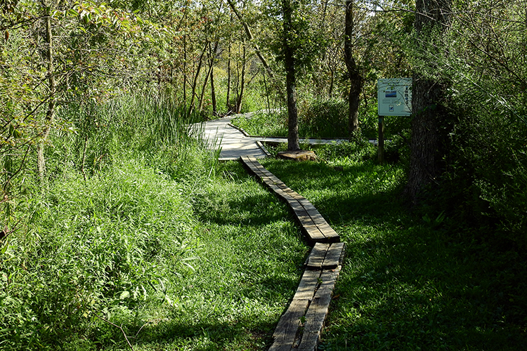 Trail leading to boardwalk at Calamus Swamp Preserve in Circleville Ohio
