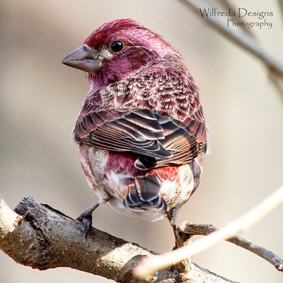 Male Purple Finch How to tell the difference between a house finch and purple finch
