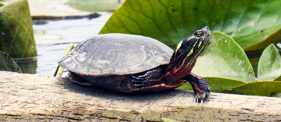 Midland Painted Turtle at Fairfield Heritage Trail in Lancaster Ohio