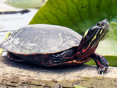 Midland Painted Turtle