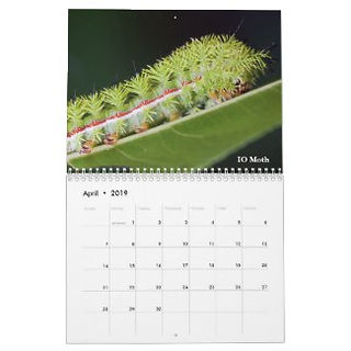 IO Moth Caterpillar