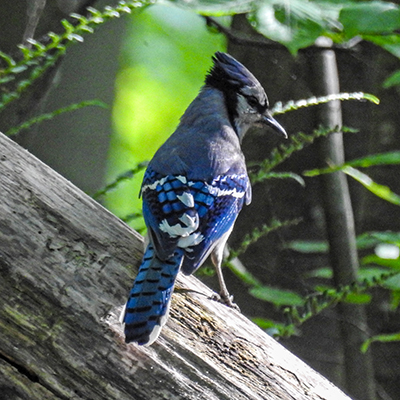 Blue Jay at Charles F. Alley Memorial Park aka Alley Park Lancaster Ohio