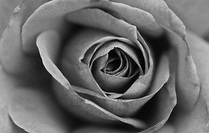 Monochromatic Black and White Rose