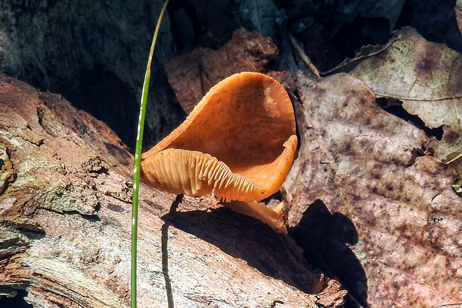 Brown Fungi Fungus Pezizales at Charles F. Alley Memorial Park aka Alley Park Lancaster Ohio