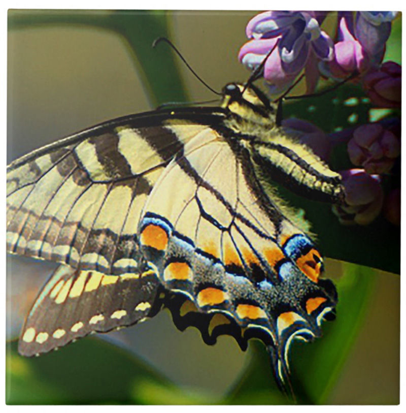 Tiger Swallowtail Butterfly Ceramic Tile