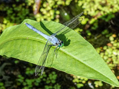 Eastern Pondhawk Dragonfly
