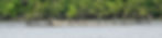 Double-crested Cormorants and a Great Blue Heron Birding at Dillon State Park Campground in Nashport Ohio