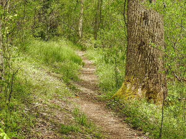 Clear Creek Metro Park - Prairie Warbler Trail and E.E. Good Prairie Loop Rockbridge Ohio Hiking Trail