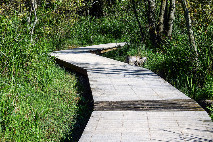 Boardwalk at Calamus Swamp Preserve in Circleville Ohio