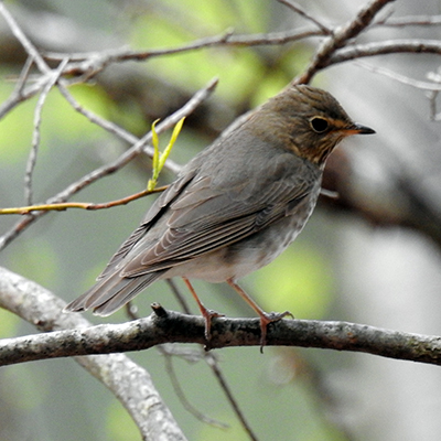 Swainsons Thrush  at Charles F. Alley Memorial Park aka Alley Park Lancaster Ohio