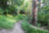 Hiking Trail at Dillon State Park Campground in Nashport Ohio