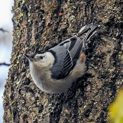 White Breasted Nuthatch at Charles F. Alley Memorial Park aka Alley Park Lancaster Ohio