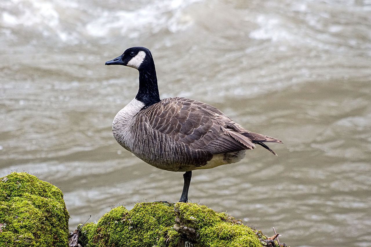 Don't Feed Bread to Birds Canada Goose
