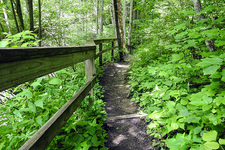 Gorge Loop Trail in Caesar Creek Gorge Park in Waynesville Ohio