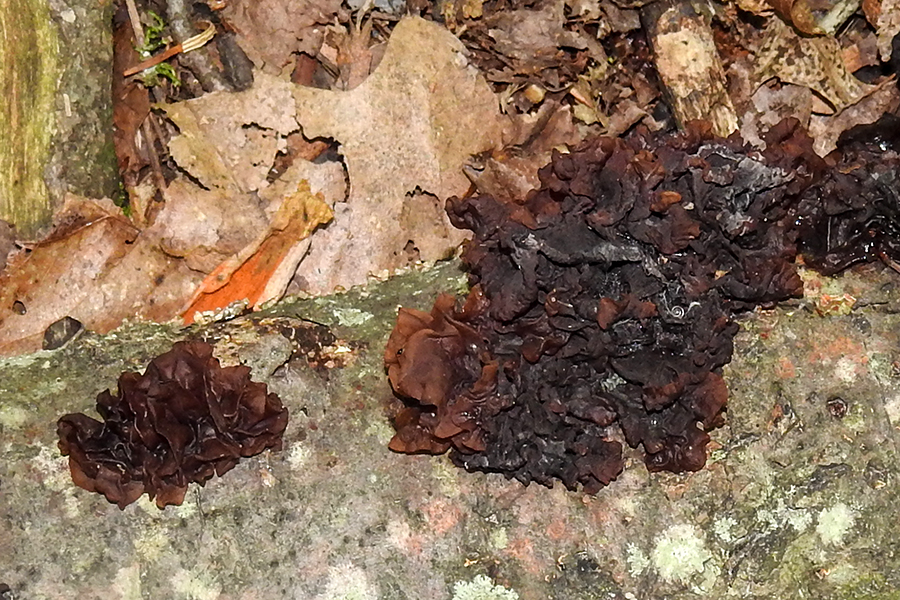 Tremella Brown Fungus Fungi at Charles F. Alley Memorial Park aka Alley Park Lancaster Ohio