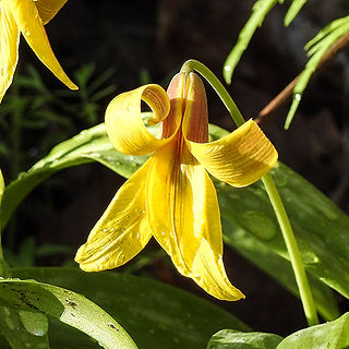 Ohio Wildflowers at Smeck Park in Baltimore