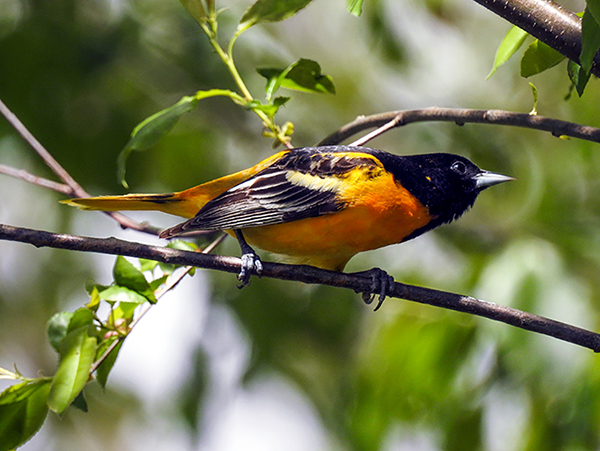 Male Baltimore Oriole 