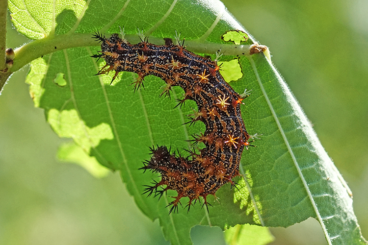 Question Mark Butterfly Caterpillar at Calamus Swamp Preserve in Circleville Ohio