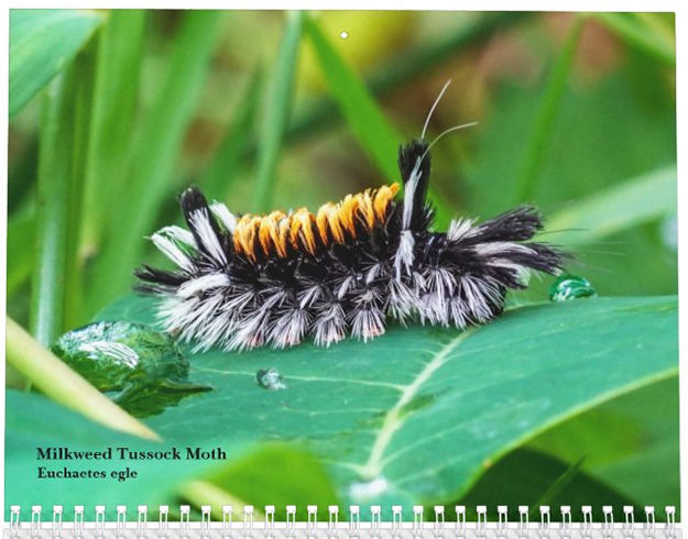 Ohio Caterpillars Milkweed Tussock Moth Caterpillar Euchaetes egle