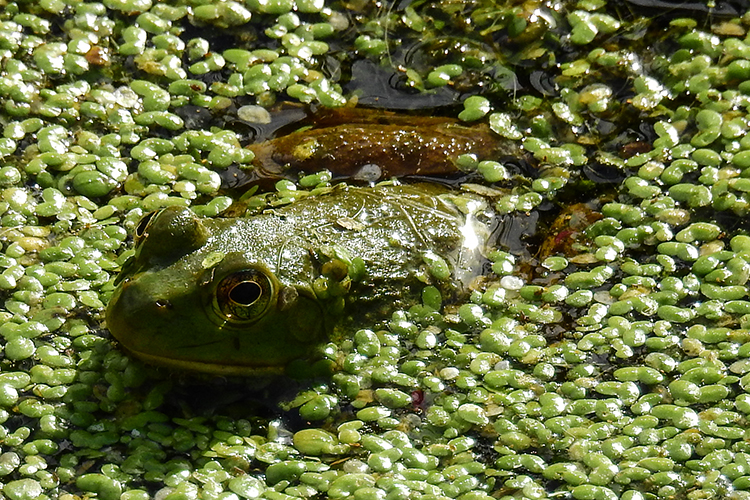 Bullfrog at Calamus Swamp Preserve in Circleville Ohio