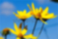 Yellow Wildflower Against Blue Sky Backg