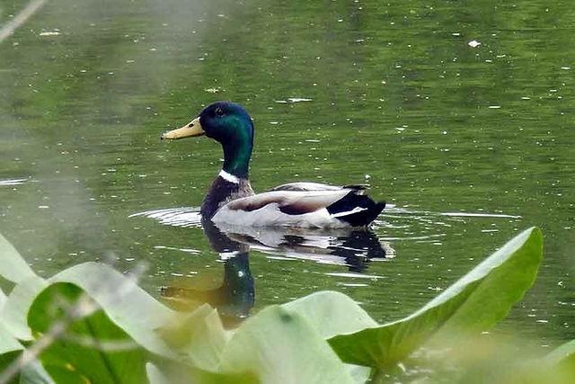 "Male mallard duck with green head swimming on calm green water near large leaves at Ohio Canal Greenway